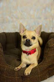Chihuahua Cani Dogs Perros Training Your Dog Chihuahua Your Dog