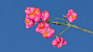 We did not find results for: Spindle Euonymus Europaeus British Trees Woodland Trust