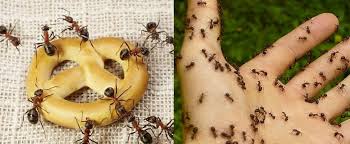 See more of affordable pest control service on facebook. Pest Control Brisbane 1300 044 219 Brisbane Local Pest Control
