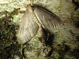 Image result for Operophtera fagata