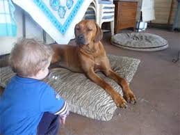 20 to 24 inches at the shoulder weight: Rhodesian Ridgeback Dog For Sale Australia Rhodesian Ridgeback Puppies Buy Buy Rhodesian Ridgeback Breeders Rhodesian Ridgeback Dogs Breed Rhodesian Ridgeback Dogs For Adoption
