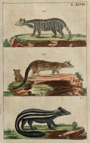 Copper Engraving Colored By Hand 1828 Small Antique Print Mammals Viverra Civet Pole Cat Wilhelm Gottlieb Tobias 6 2x3 9 Ins Or 16x10 Cm