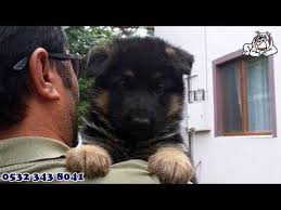 Satilik Alman Kurdu Yavrulari 0532 343 8041 Http Www Kopek Tc Alman Kurdu Yavrulari Htm Kopek Kulubu Alman Kurdu Diger Kopek Irklarina Kopek Almanca Kursun