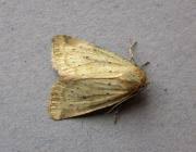 Image result for Photedes minima