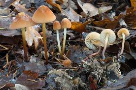 Image result for Marasmius opacus