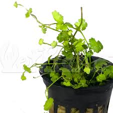 Image result for Hydrocotyle