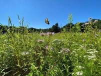 Summer Saunters: Bronson Field Pollinator Meadow