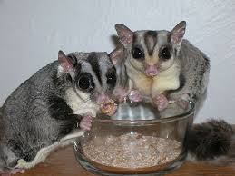 Mengenal Suara Sugar Glider Dan Artinya Hobinatang