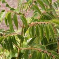 Image result for Tetradium glabrifolium