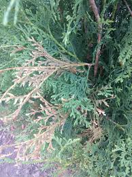 Free shipping on qualified orders. Planted 30 Brandon Arborvitae Trees And I Am Noticing Some Branches Are Doing This I Am Concerned And Looking For Advice Landscaping
