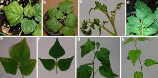 Image result for Wissadula amplissima