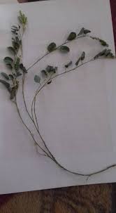 Image result for Alysicarpus zeyheri