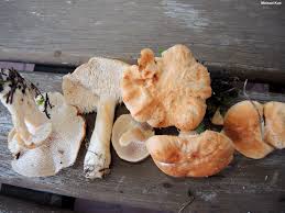 Image result for Hydnum repandum