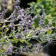 Image result for perovskia atriplicifolia 'little spire'