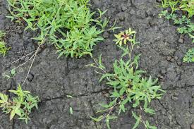 Image result for Zornia setosa