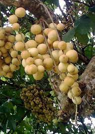 The jackfruit is the state fruit of the tamil nadu and kerala, kerala is the largest producer of jackfruit in the world. Worldwide Fruits List Lansium Domesticum Duku Indonesia Malay Burmese à¸ªà¸§à¸™à¸œà¸¥à¹„à¸¡ à¸œà¸¥à¹„à¸¡ à¸à¸²à¸£à¸›à¸¥ à¸à¸ž à¸Š
