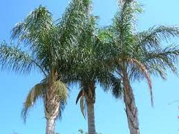 About Queen Palm Trees Ehow Queen Palm Tree Palm Trees Plants