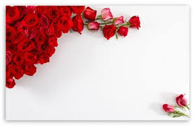 Red Roses On White Background Hd Desktop Wallpaper Widescreen Fullscreen Mobile Dual Monitor Red And White Wallpaper Red Roses Wallpaper Red Roses 29.05.2019 · red and white roses. red roses on white background hd