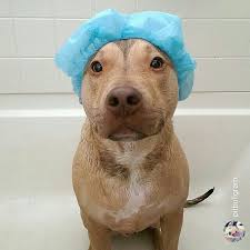 2 1 15 Dog Shower Like Animals Animal Pictures