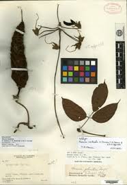 Image result for Mucuna glabrialata