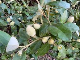 Image result for Lagunaria patersonia