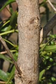 Image result for Pavetta sp. I