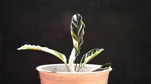 We did not find results for: Calathea White Fusion Care Made Easy