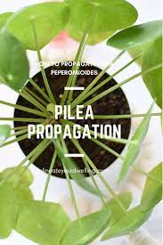 How To Propagate Pilea Chinese Money Plant Propagation Money Plant