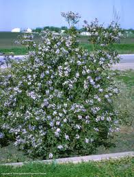 Prune off the lower branches and suckers that will grow at the the texas mountain laurel as a bush. Texas Native Plants Database