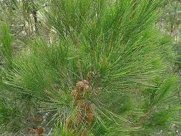 Image result for Casuarina littoralis