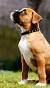 Short Haired Dog Breeds That Don T Shed