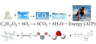 The reactants of aerobic respiration are oxygen (o2) and glucose. Balanced Chemical Equation For Cellular Respiration Tessshebaylo