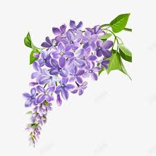 手绘立体紫丁香花卉装饰高清素材丁香丁香花手绘手绘丁香植物立体紫丁香美丽花卉装饰in 2021 plants