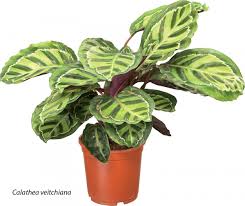 Toate acestea ne fac viața mai confortabilă. Plante Care Purifica Aerul Alegerea Optima Pentru Locuinte Misiunea Casa