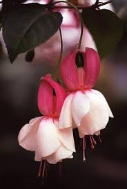 Risultati immagini per Naturaleza perfecta. Fuchsia.