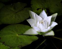 Image result for Nymphaea