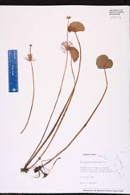Image result for Hydrocotyle bonariensis