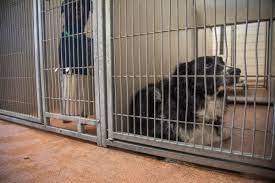 Then get ready to meet your new best friend! Davis County Adopts Socially Conscious Animal Shelter Posture Government Standard Net