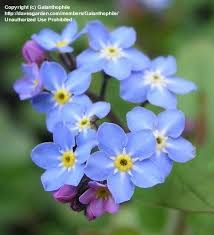 We can grow them in pots, balcony boxes, garden. Plantfiles Pictures Myosotis Species Woodland Forget Me Not Myosotis Sylvatica By Galanthophile