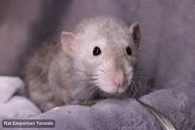 If you are also a super rat lover, welcome to. The Rat Emporium Toronto