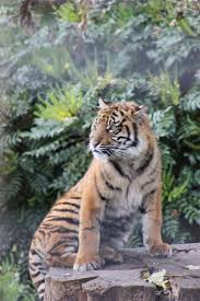 ✓ free for commercial use ✓ high quality images. Tiger Posing Animals Beautiful Wild Cats Big Cats