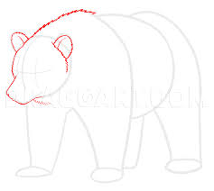 The space between the ovals should be equal to the diameter of the smaller oval. How To Draw Grizzly Bears Step By Step Drawing Guide By Makangeni Dragoart Com