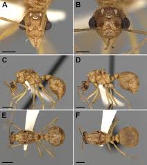 Image result for Anthericopsis