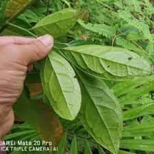 Image result for Scleria delicatula