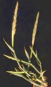 Image result for Centropodia