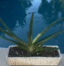 Image result for Laggera gracilis