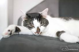 Katzen gelten allgemein als unerziehbar. Die Nacht Mit Katzen Verbringen Das Erste Mal