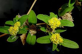 Image result for Flaveria trinervia