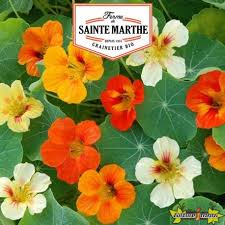 Maybe you would like to learn more about one of these? The Ferme Sainte Marthe 30 Seeds Nasturtium Wide Variety Or Climbing La Ferme Sainte Marthe 5 10 Culture Indoor