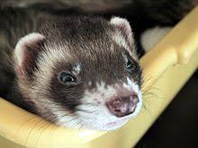 Ferret Wikipedia